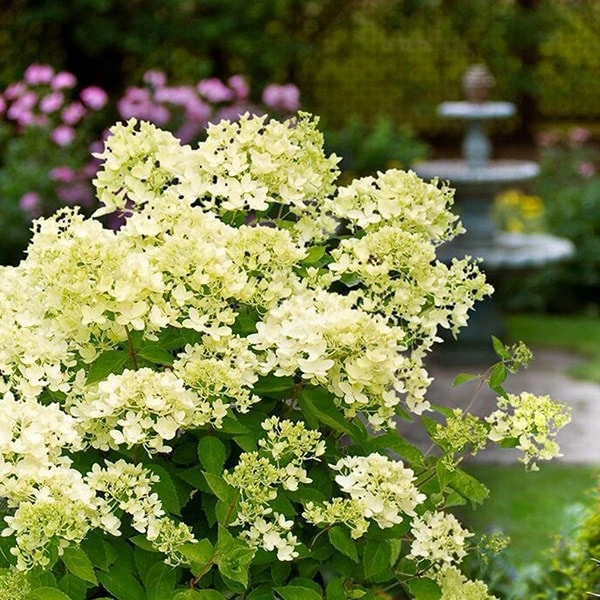 Hydrangea Paniculata 'Bombshell' (PBR) - Image 3