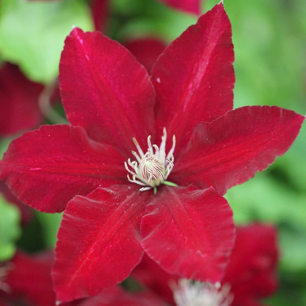 Clematis Rebecca ('Evipo016') (PBR) (Boulevard Series) - Image 3