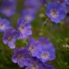 Geranium Rozanne ('Gerwat') (PBR)