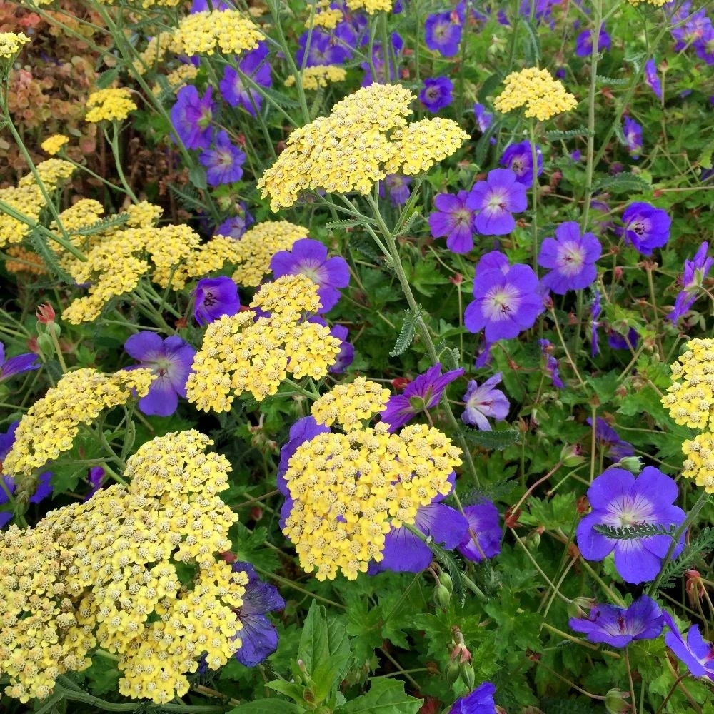 Geranium Rozanne ('Gerwat') (PBR) - Image 2