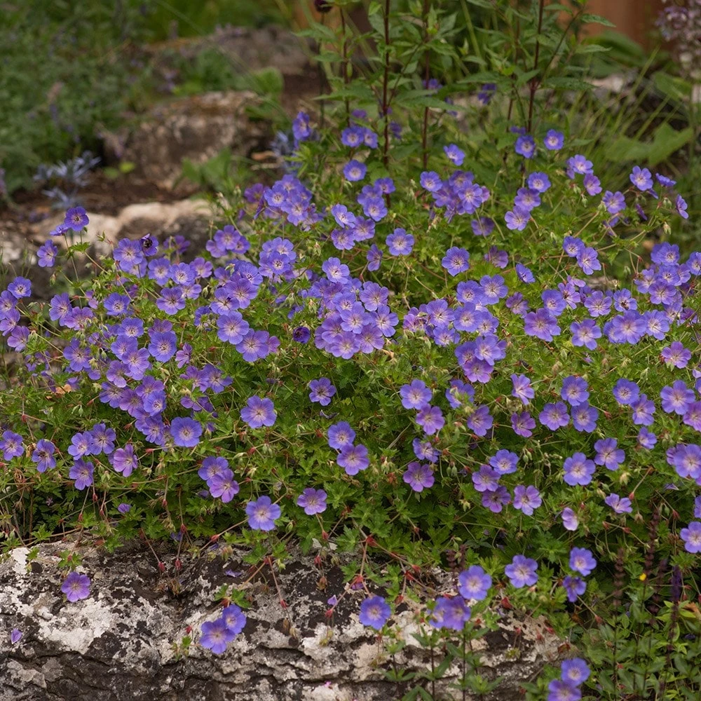 Geranium Rozanne ('Gerwat') (PBR) - Image 4