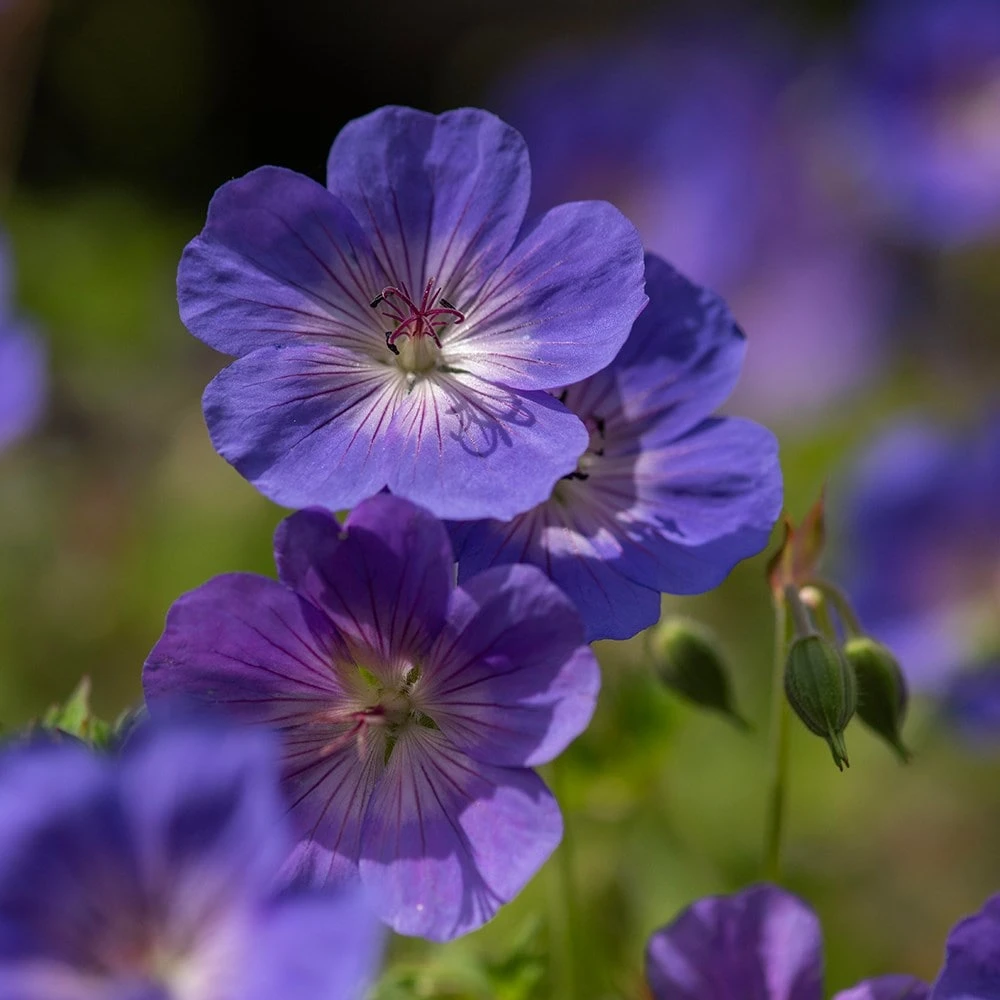 Geranium Rozanne ('Gerwat') (PBR) - Image 6