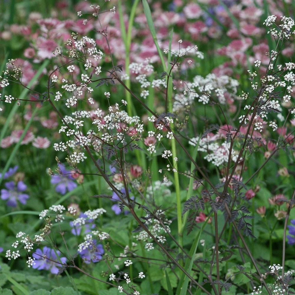 Anthriscus Sylvestris 'Ravenswing' - Image 2