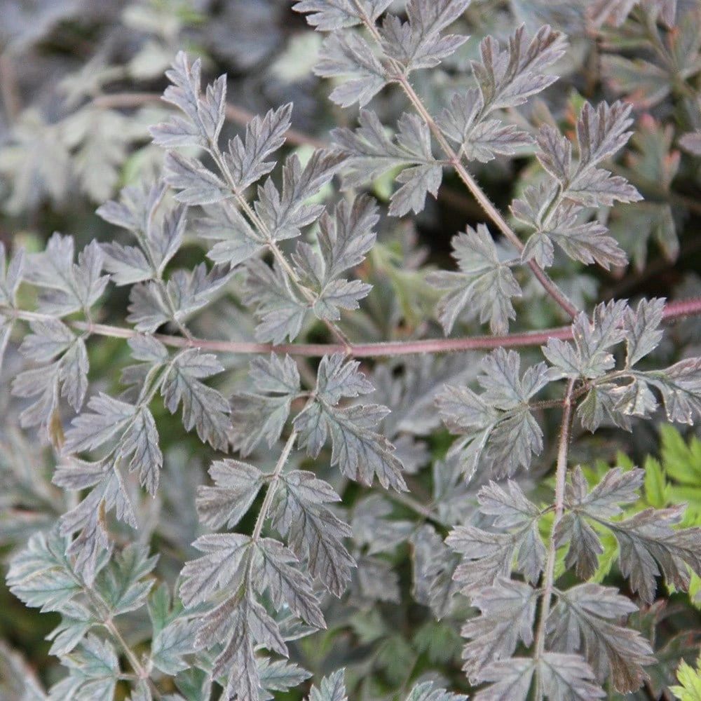 Anthriscus Sylvestris 'Ravenswing' - Image 3