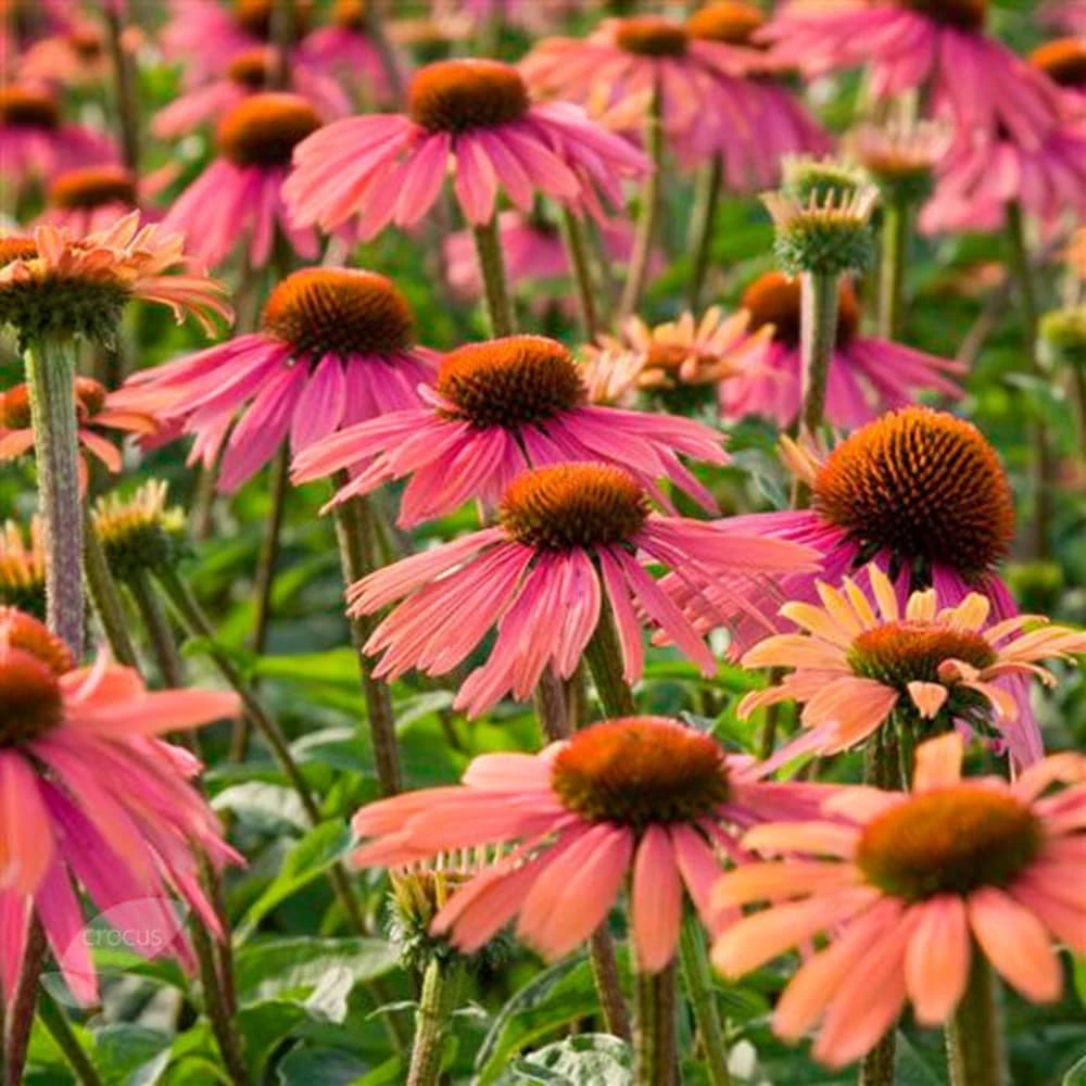 Echinacea 'Summer Cocktail' (PBR) - Image 2