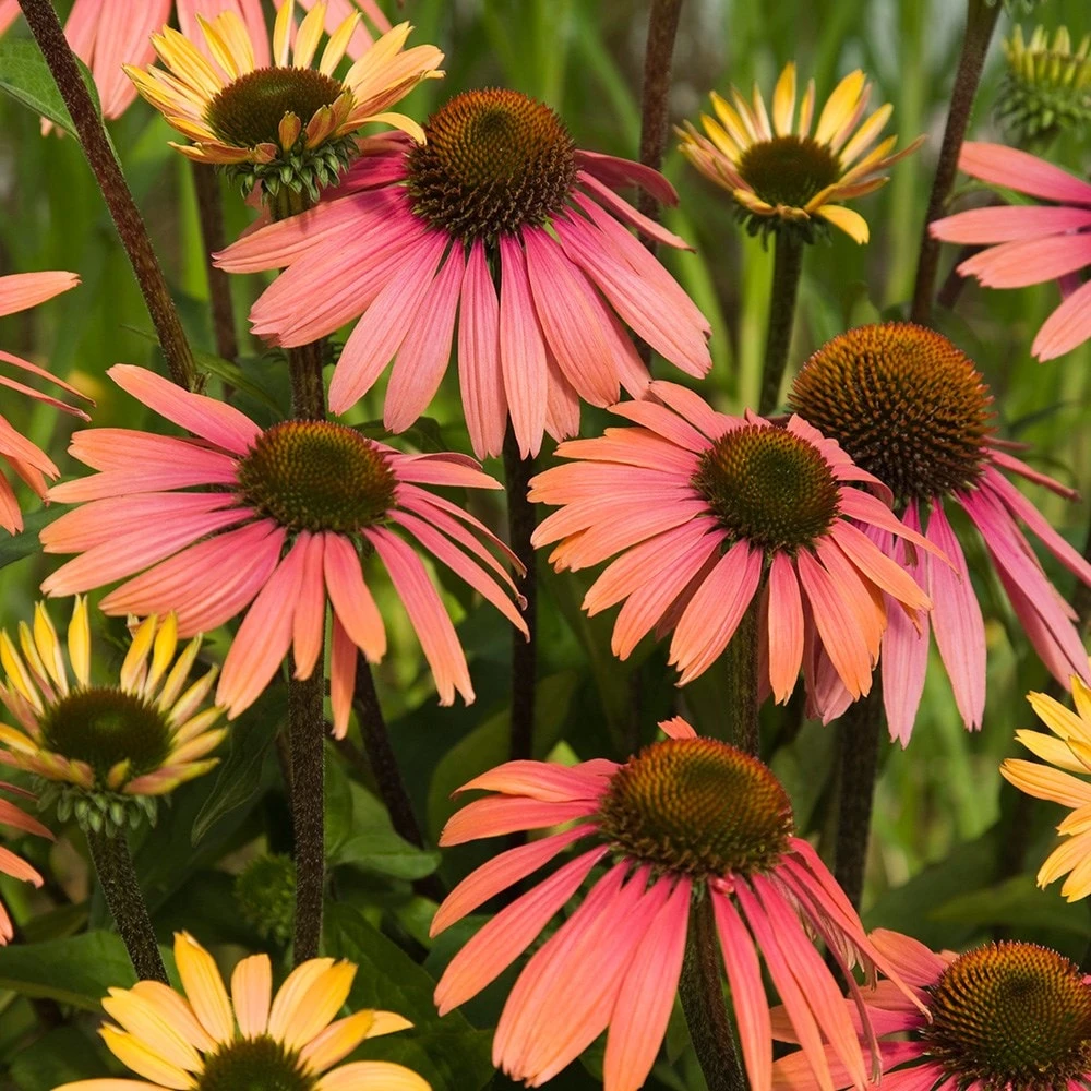 Echinacea 'Summer Cocktail' (PBR) - Image 3