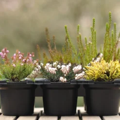 Heather Collection (6 Mixed Heathers)