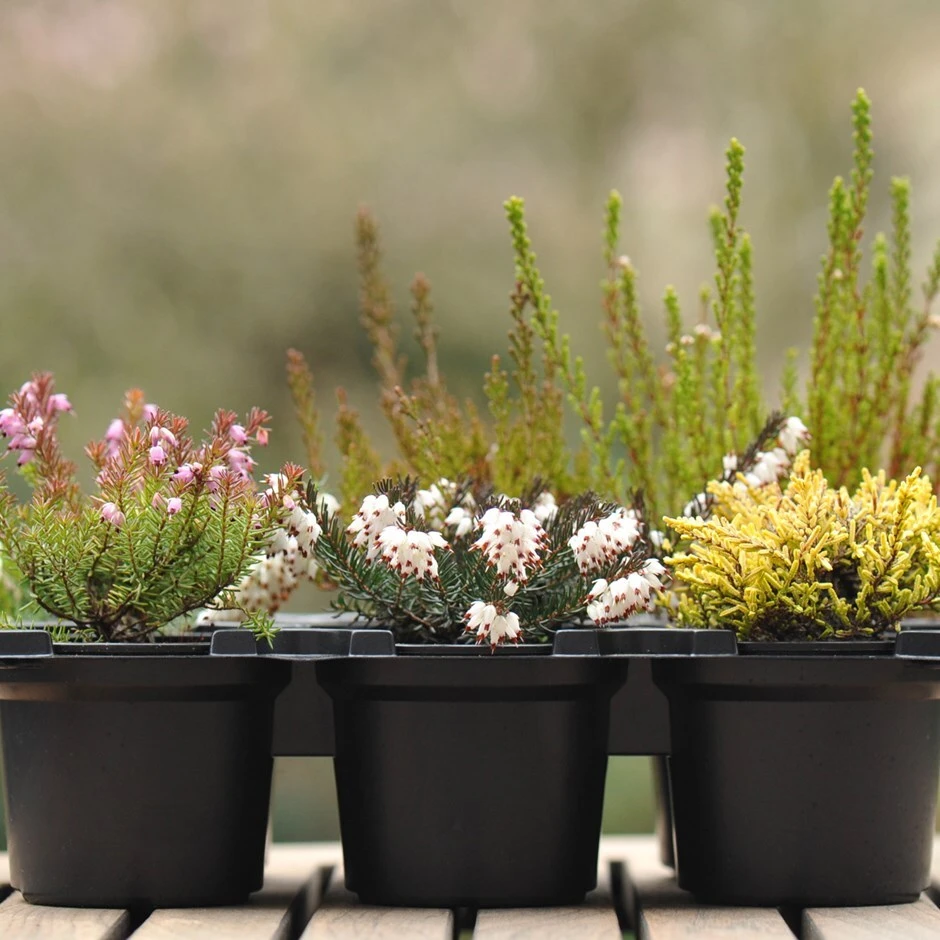 Heather Collection (6 Mixed Heathers)