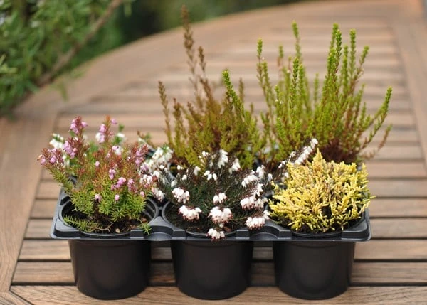 Heather Collection (6 Mixed Heathers) - Image 2