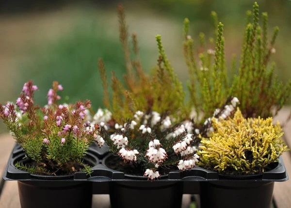 Heather Collection (6 Mixed Heathers) - Image 3