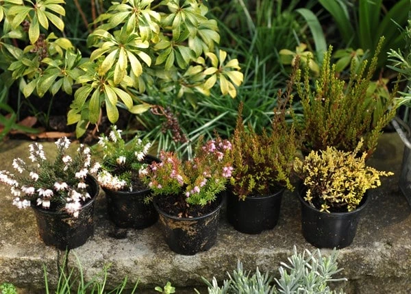 Heather Collection (6 Mixed Heathers) - Image 4