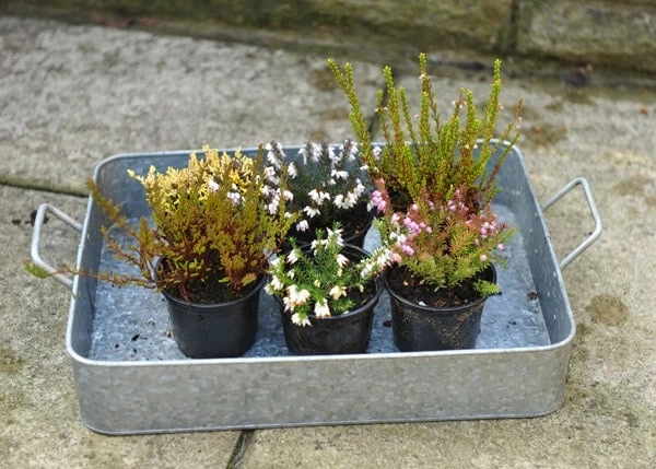 Heather Collection (6 Mixed Heathers) - Image 5