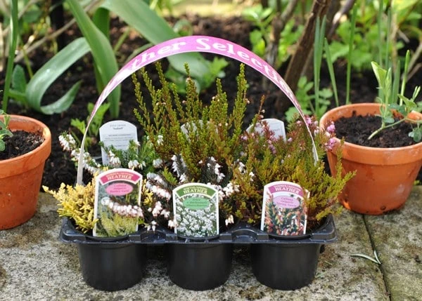 Heather Collection (6 Mixed Heathers) - Image 6