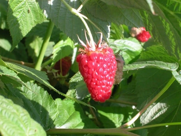 Raspberry 'Cascade Delight' - Image 2