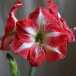Hippeastrum (Galaxy Group) 'Monte Carlo' (PBR)