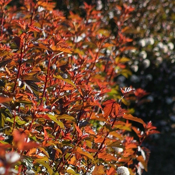 Physocarpus Opulifolius Diable D'Or ('Mindia') (PBR) - Image 4