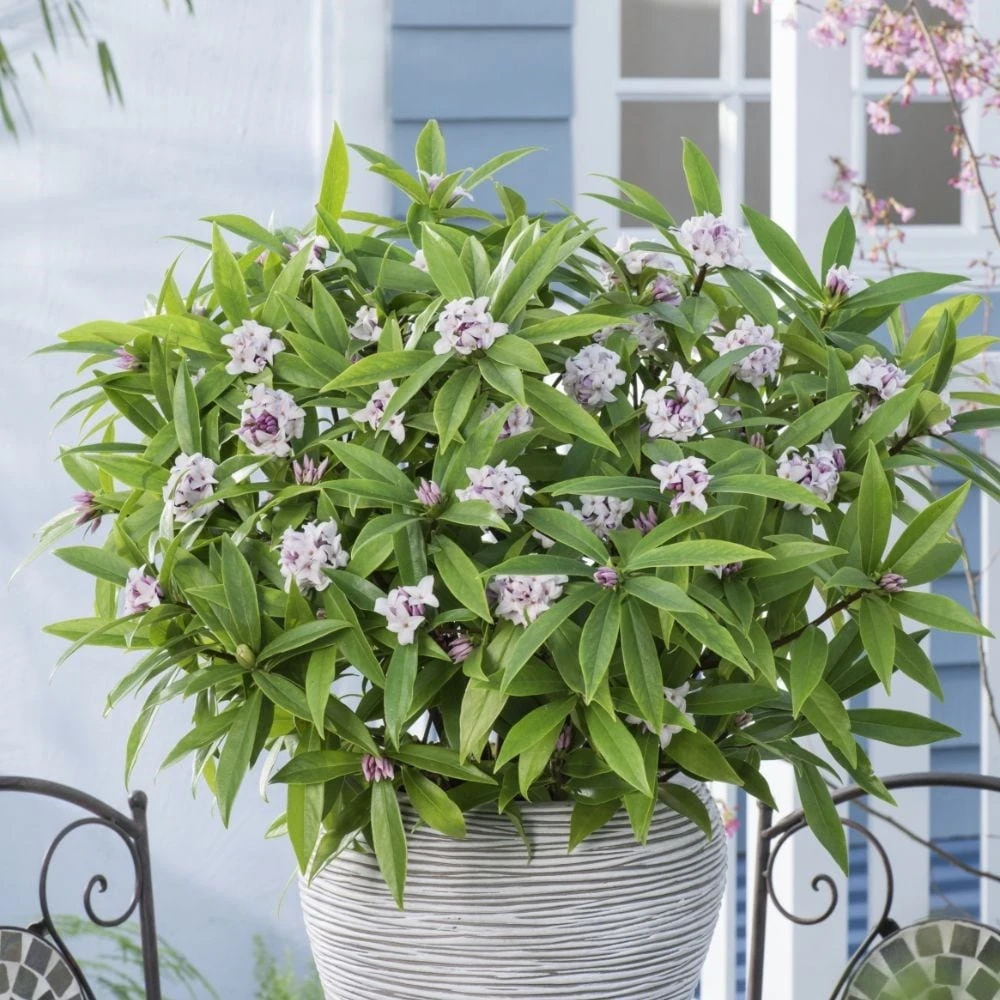 Daphne Perfume Princess ('Dapjur01') (PBR) - Image 2