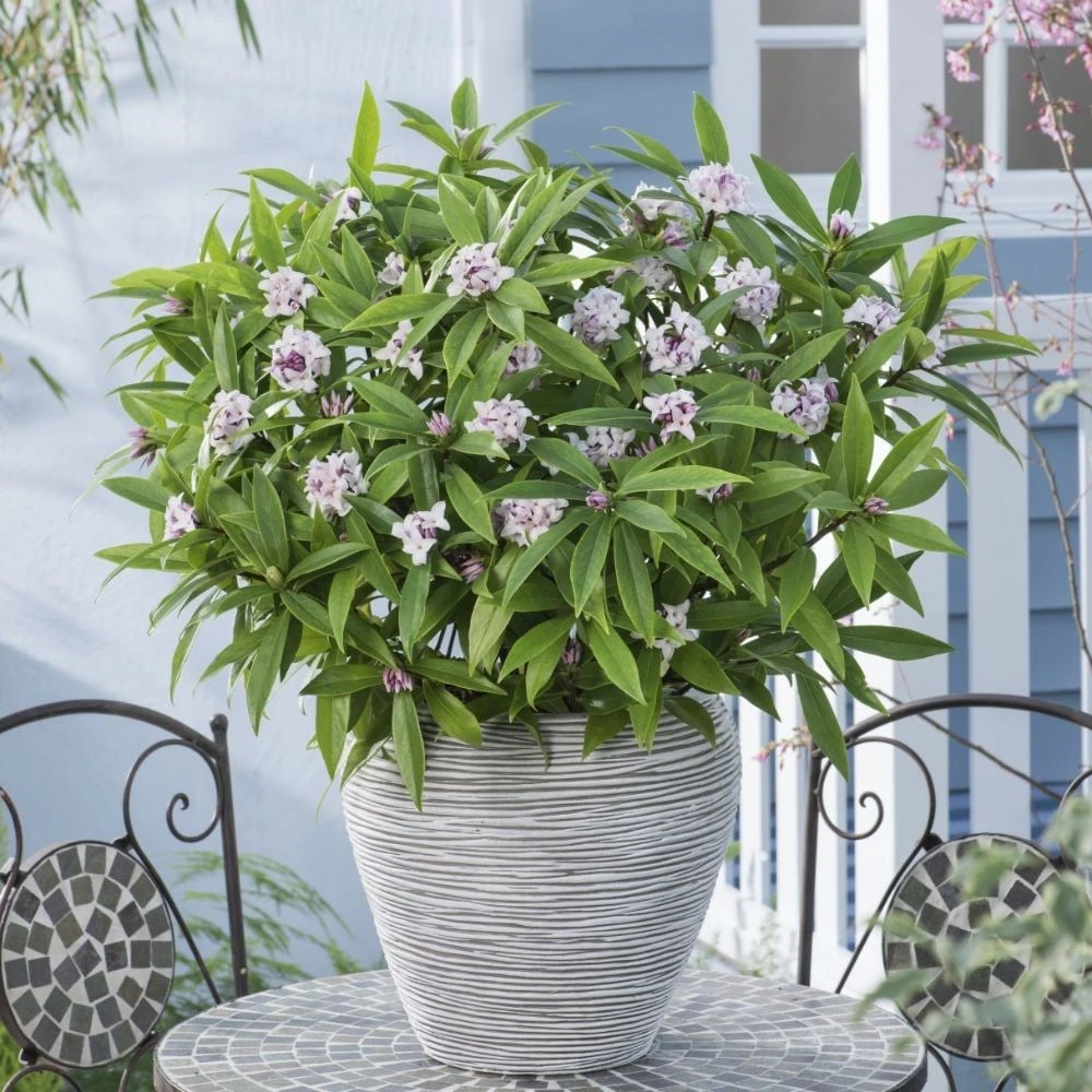 Daphne Perfume Princess ('Dapjur01') (PBR) - Image 5