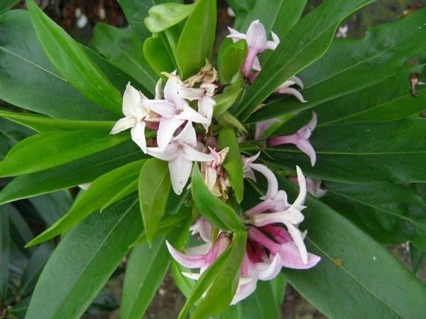 Daphne Perfume Princess ('Dapjur01') (PBR) - Image 9