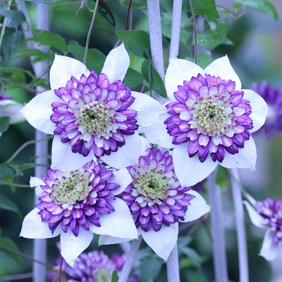 Clematis Viennetta ('Evipo006') (PBR)