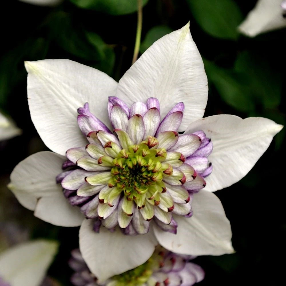 Clematis Viennetta ('Evipo006') (PBR) - Image 2