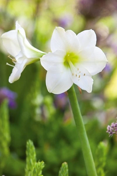 Hippeastrum (Galaxy Group) 'Christmas Gift' - Image 2