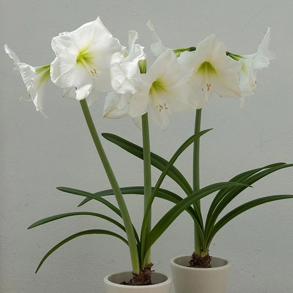 Hippeastrum (Galaxy Group) 'Christmas Gift' - Image 3