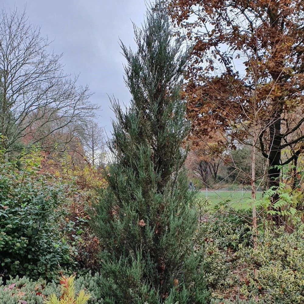 Juniperus Scopulorum 'Blue Arrow' - Image 3