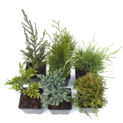 Award-winning Conifer Collection