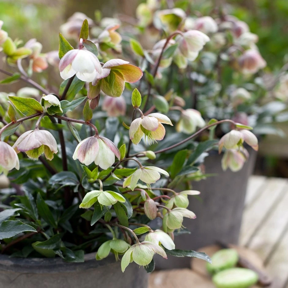 Helleborus × Sahinii 'Winterbells' (PBR)