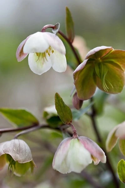 Helleborus × Sahinii 'Winterbells' (PBR) - Image 2