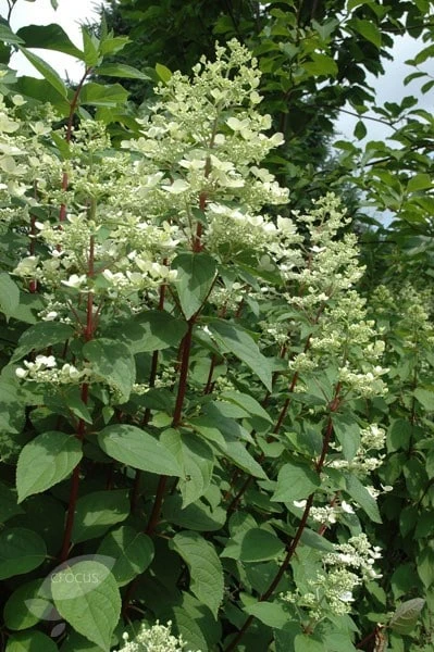 Hydrangea Paniculata 'Wim's Red' (PBR) - Image 2