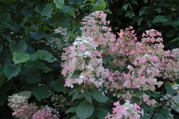 Hydrangea Paniculata 'Wim's Red' (PBR) - Image 3