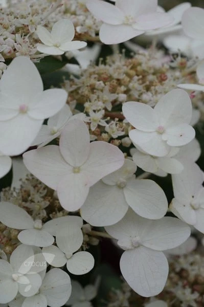 Hydrangea Paniculata 'Wim's Red' (PBR) - Image 5