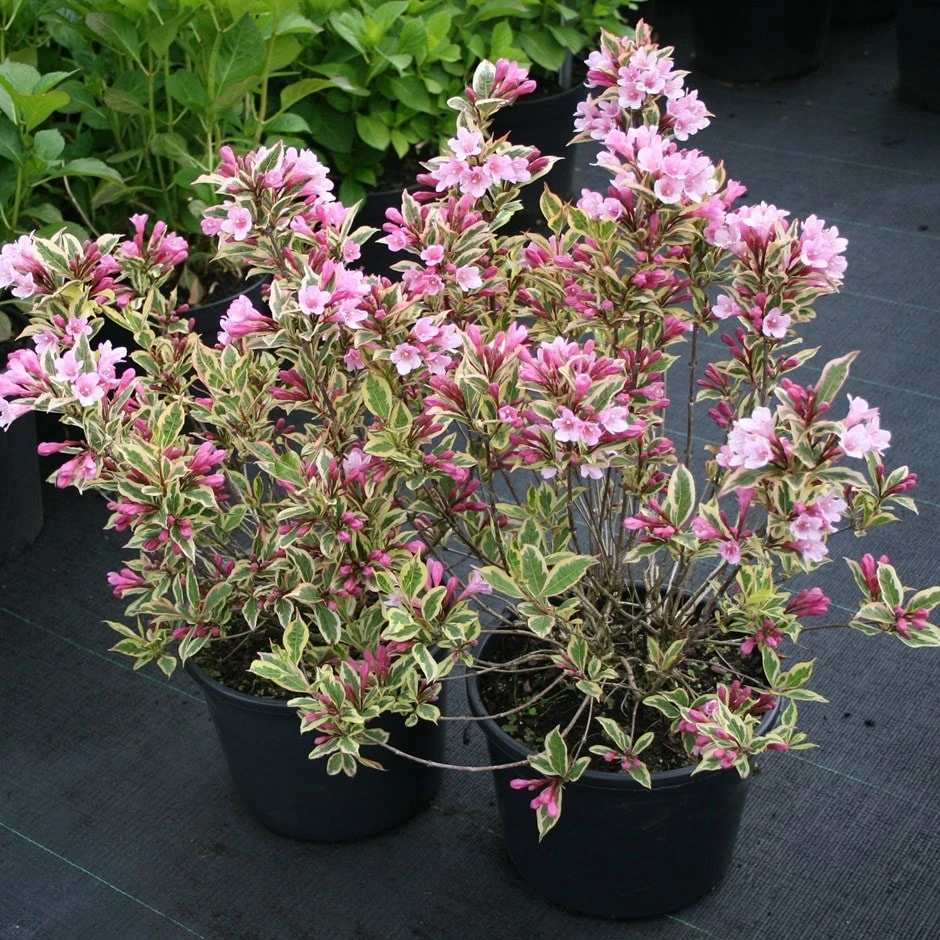 Weigela Florida Magical Rainbow ('Kolmagira') (PBR)