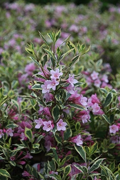 Weigela Florida Magical Rainbow ('Kolmagira') (PBR) - Image 2