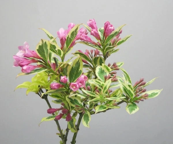 Weigela Florida Magical Rainbow ('Kolmagira') (PBR) - Image 3