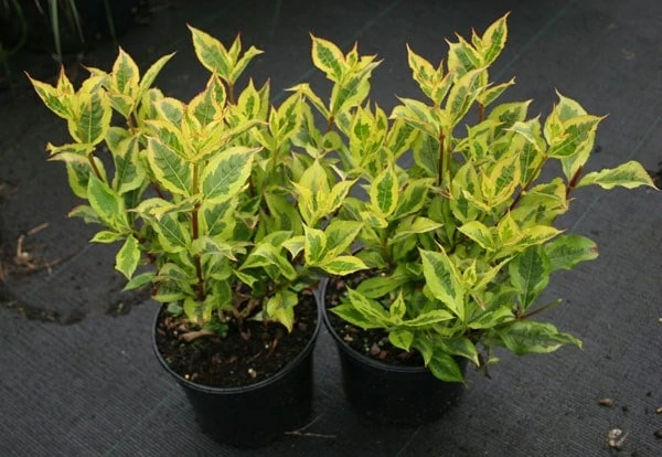 Weigela Florida Magical Rainbow ('Kolmagira') (PBR) - Image 4