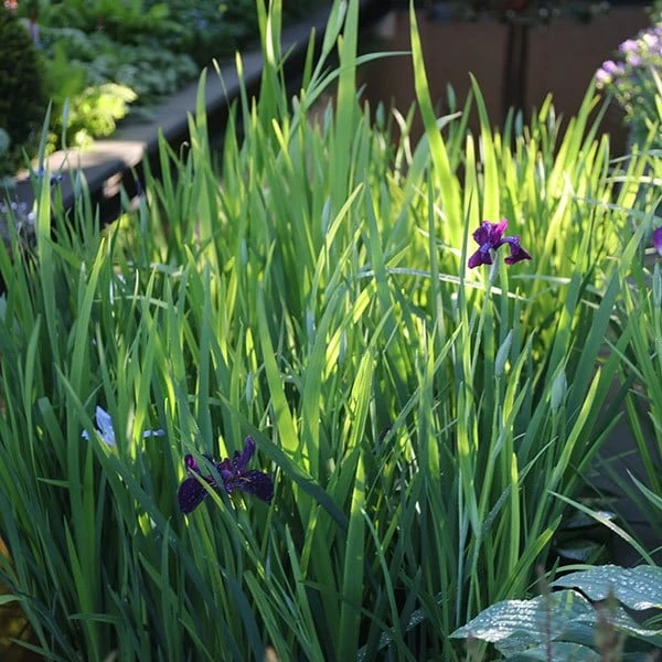 Iris 'Black Gamecock' - Image 2