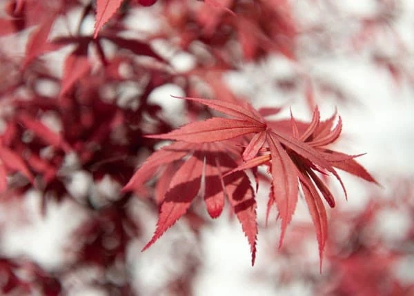 Acer Palmatum 'Shaina' - Image 2