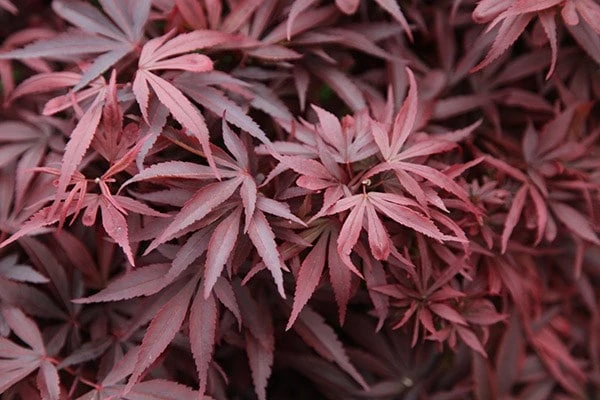 Acer Palmatum 'Shaina' - Image 3