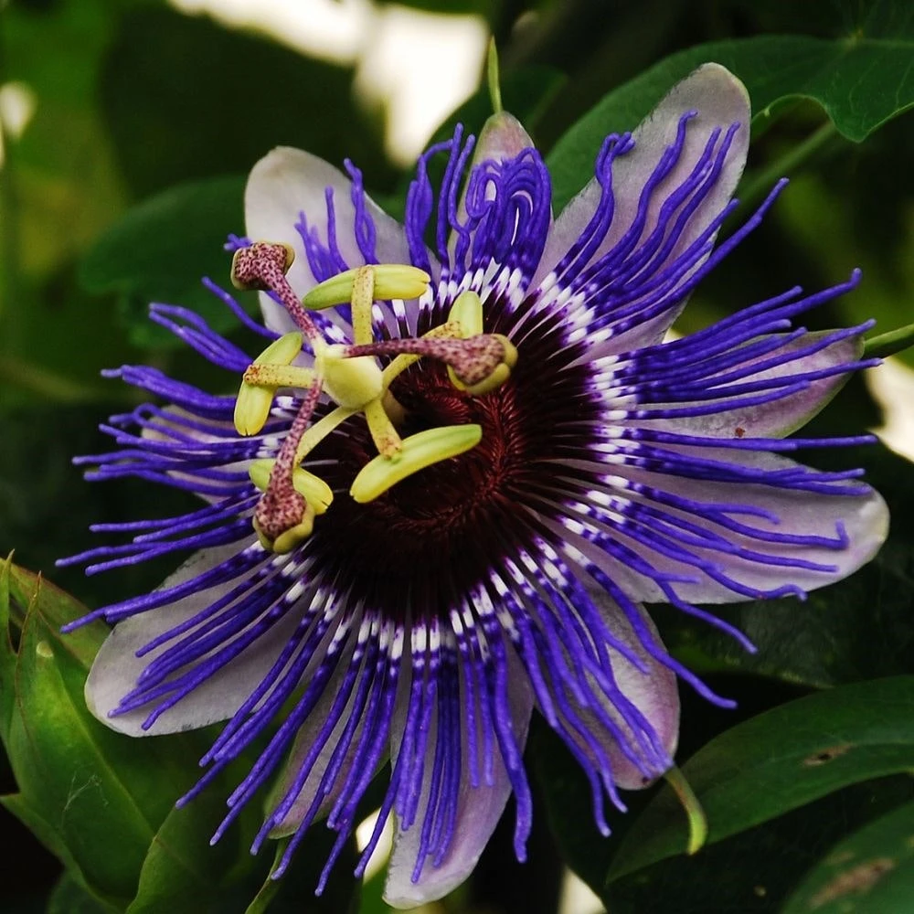 Passiflora 'Purple Haze' - Image 2