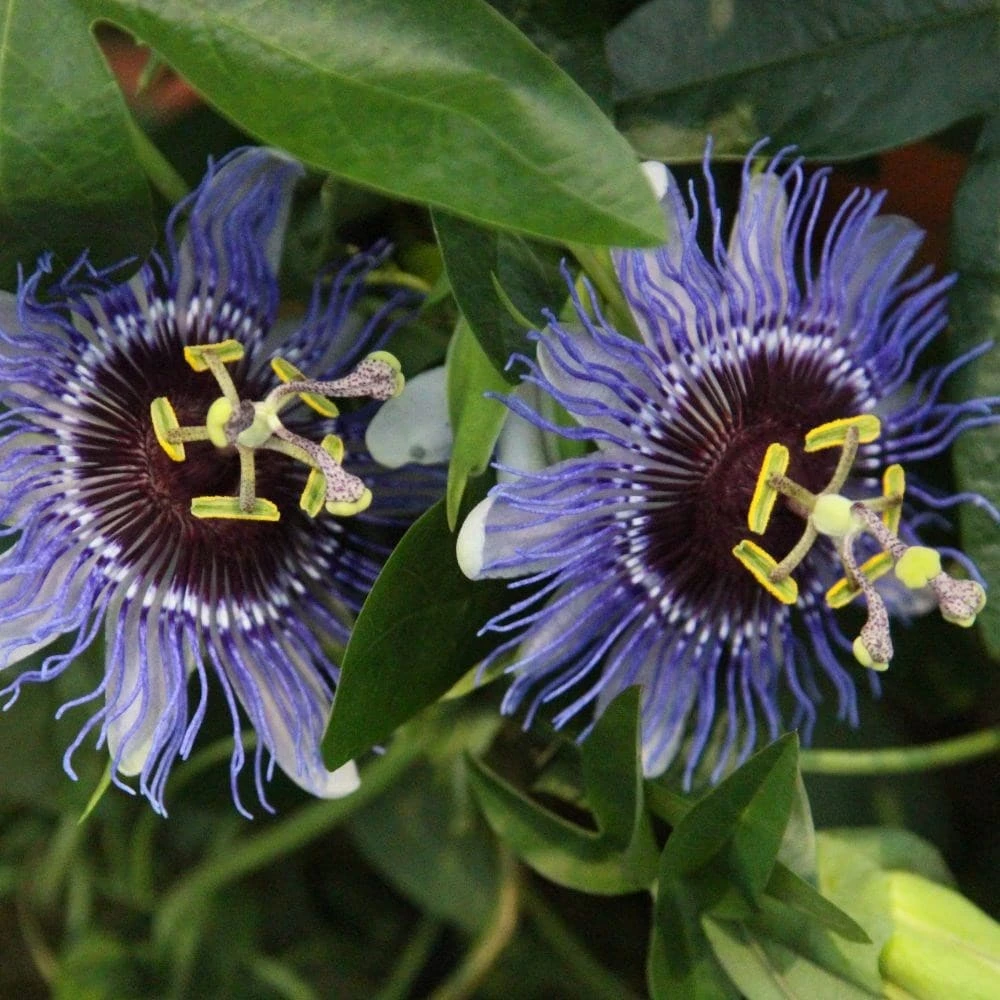 Passiflora 'Purple Haze' - Image 3