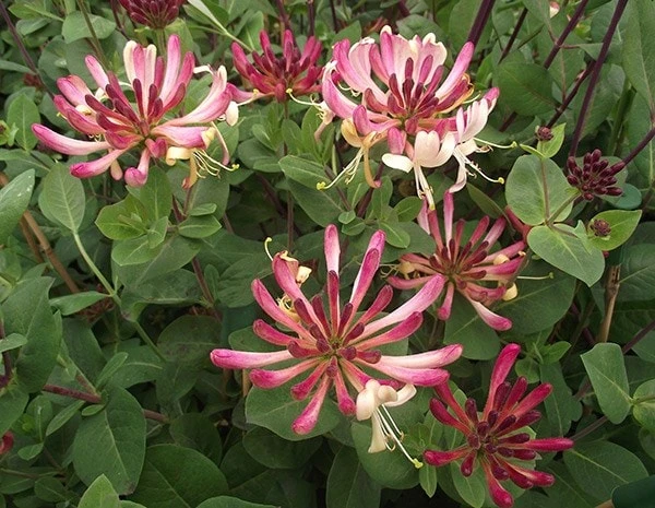 Lonicera Periclymenum 'Rhubarb And Custard' ® - Image 2