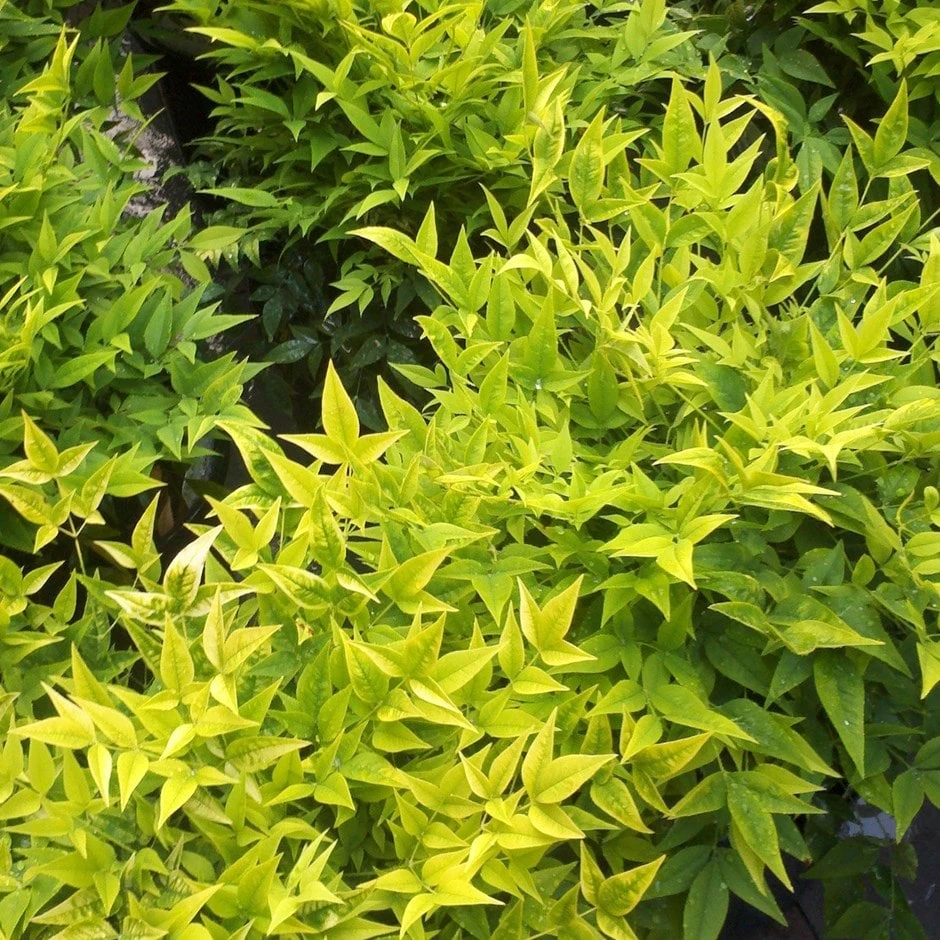 Nandina Domestica Magical Lemon And Lime ('Lemlim') (PBR)