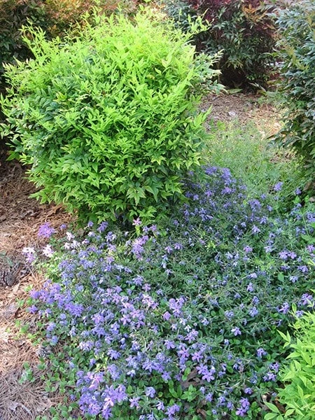 Nandina Domestica Magical Lemon And Lime ('Lemlim') (PBR) - Image 2