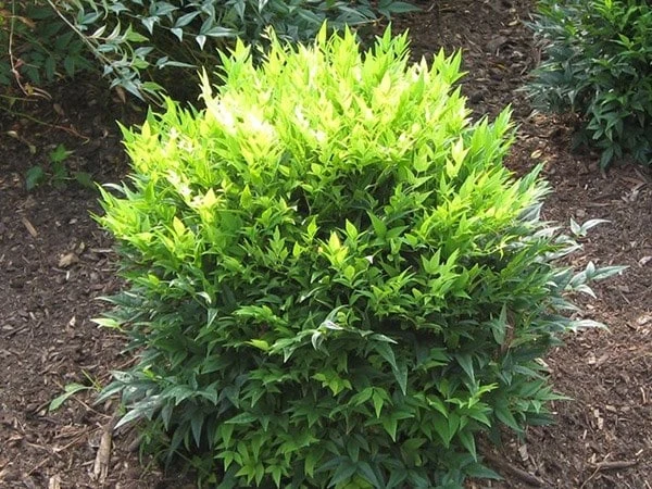Nandina Domestica Magical Lemon And Lime ('Lemlim') (PBR) - Image 3