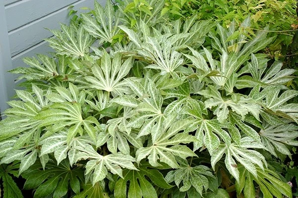 Fatsia Japonica 'Spider's Web' - Image 9