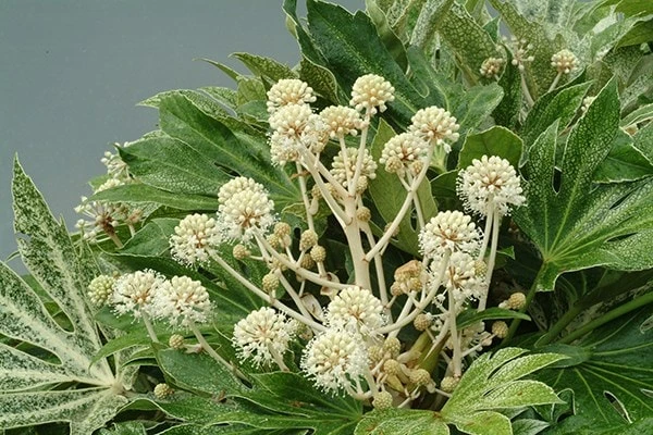 Fatsia Japonica 'Spider's Web' - Image 4