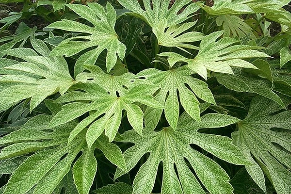 Fatsia Japonica 'Spider's Web' - Image 5